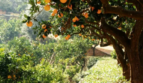 Orangenbaum auf Mallorca